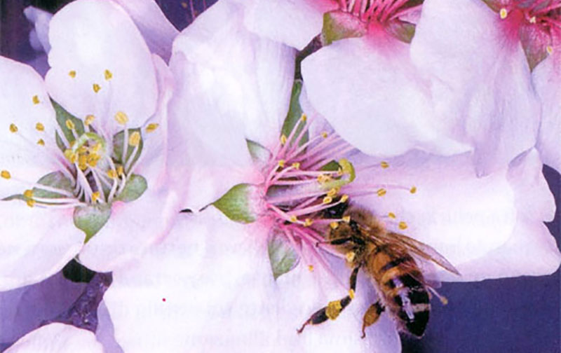 Tuscany Bee Breeding