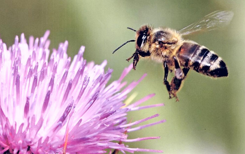 Tuscany Bee Breeding
