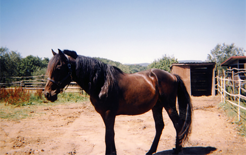 Tuscany Horse Breeding