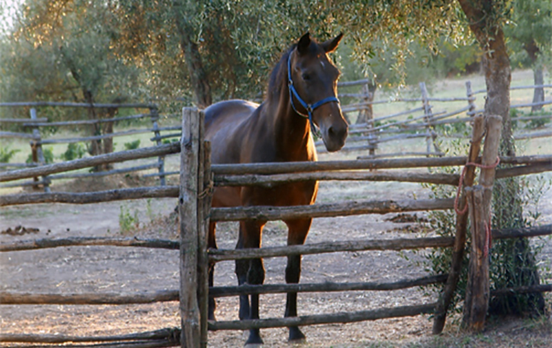Tuscany Horse Breedinga