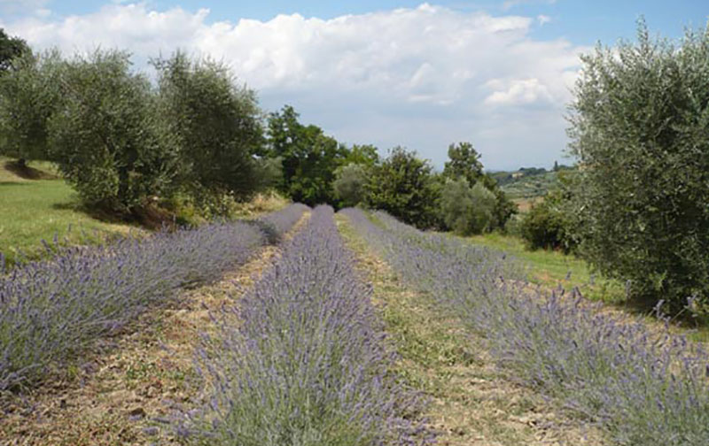 Tuscany Cultivation of Lavender