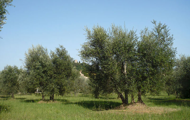 Tuscany Olive Growing