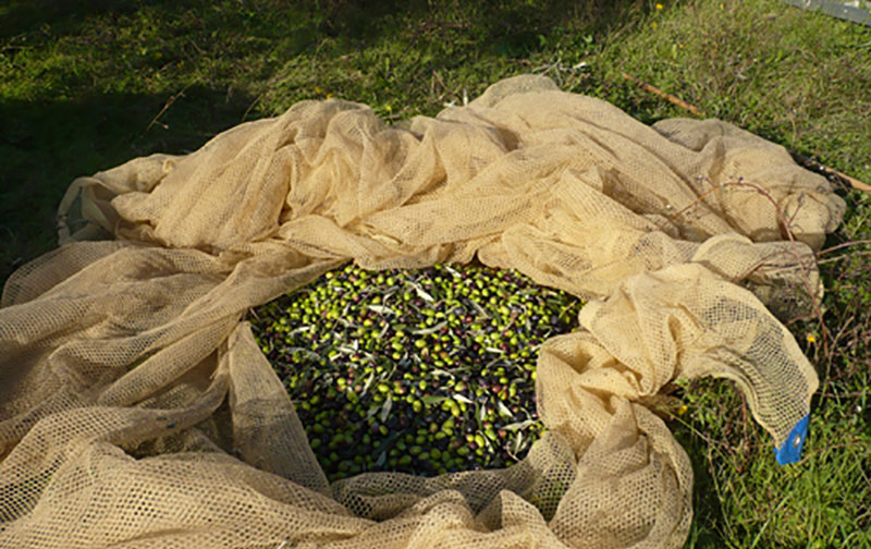 Tuscany Olive Growing