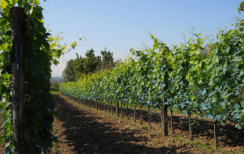 Tuscany Viticulture