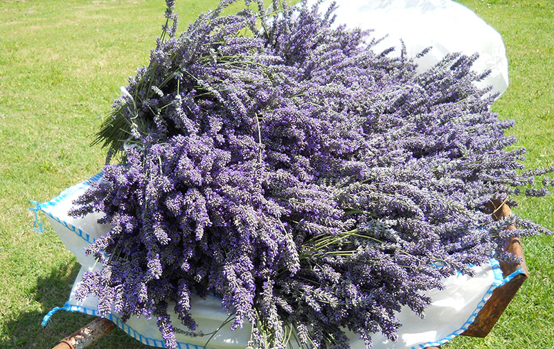 Tuscany Cultivation of Lavender
